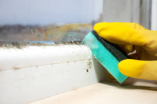 Best Basement Mold Removal  in Wright, FL